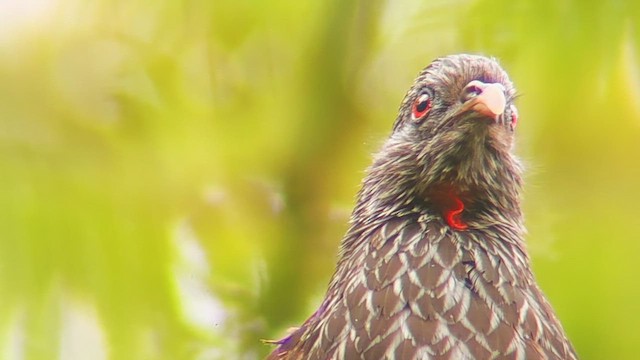 Andean Guan - ML635355576