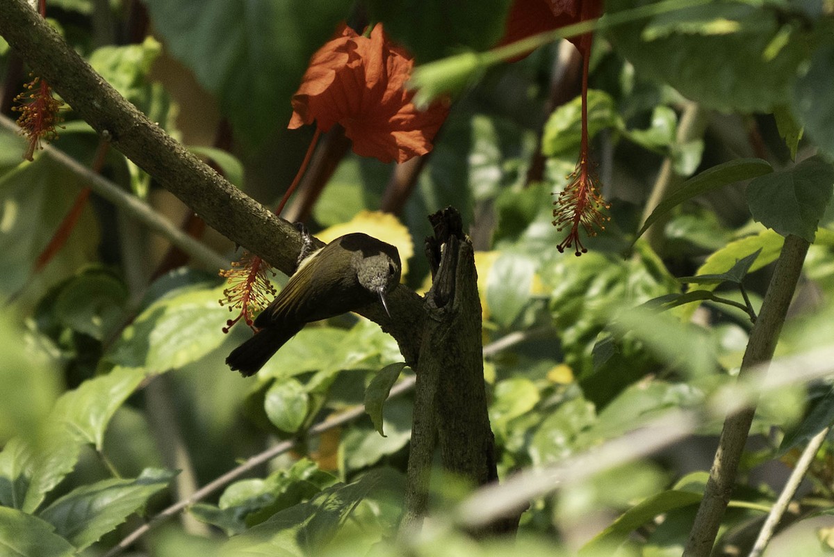 Crimson Sunbird - ML635355578