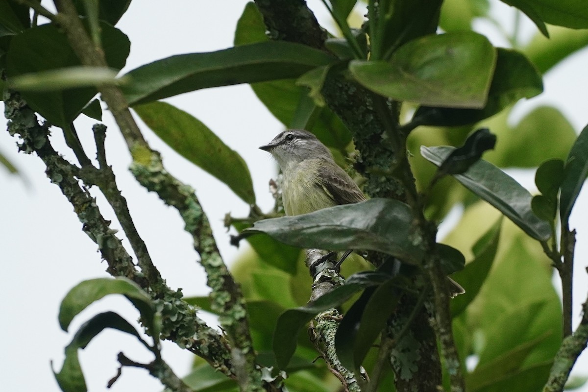 Sooty-headed Tyrannulet - ML635355581
