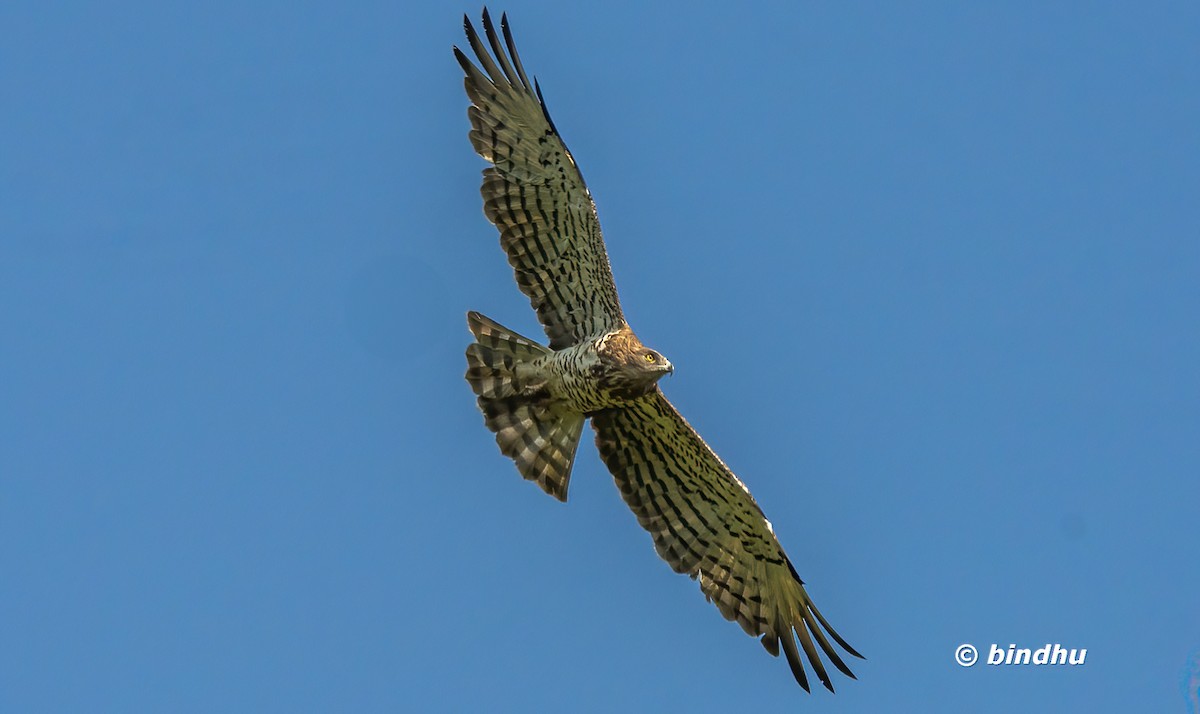 Short-toed Snake-Eagle - ML635355605