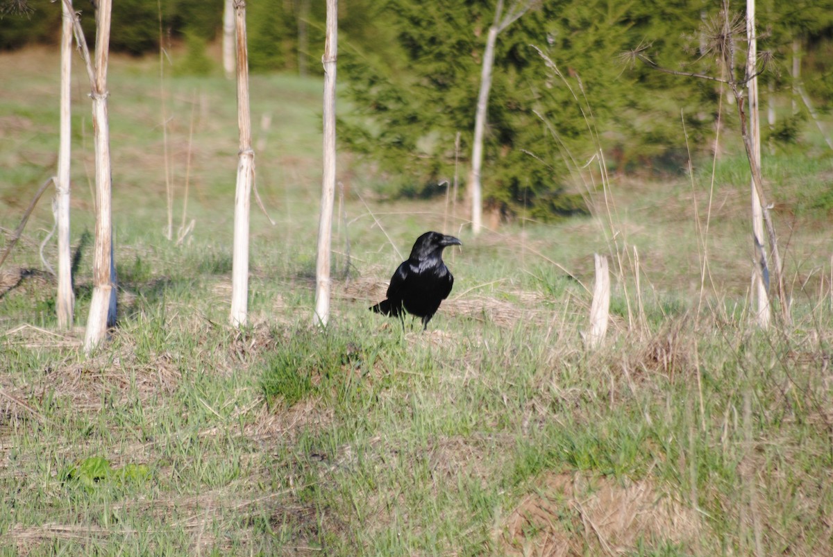 Common Raven - ML635355606