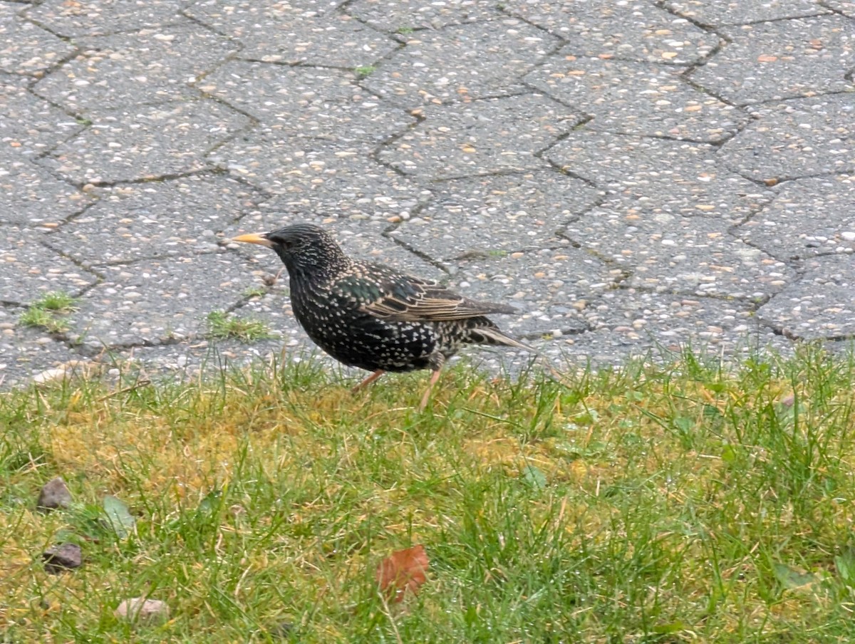 European Starling - ML635355634