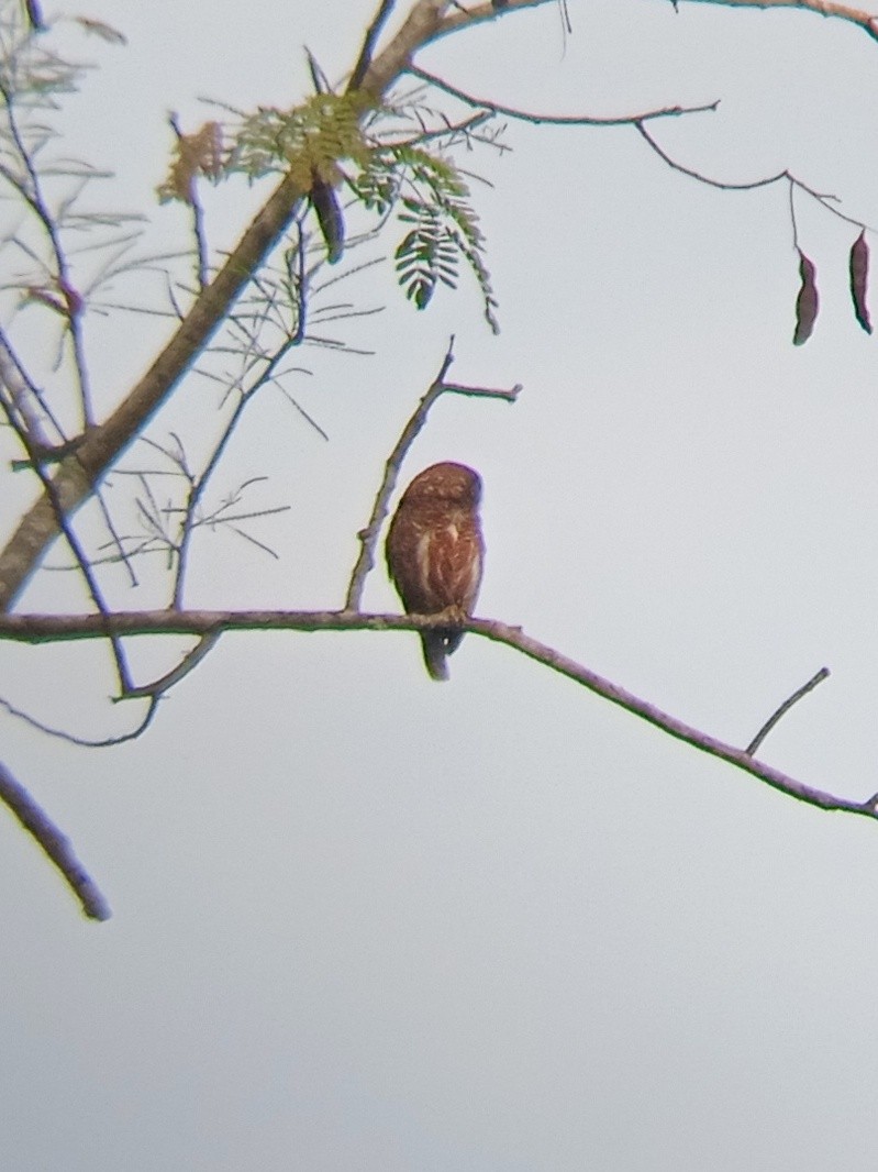 Asian Barred Owlet - ML635355635