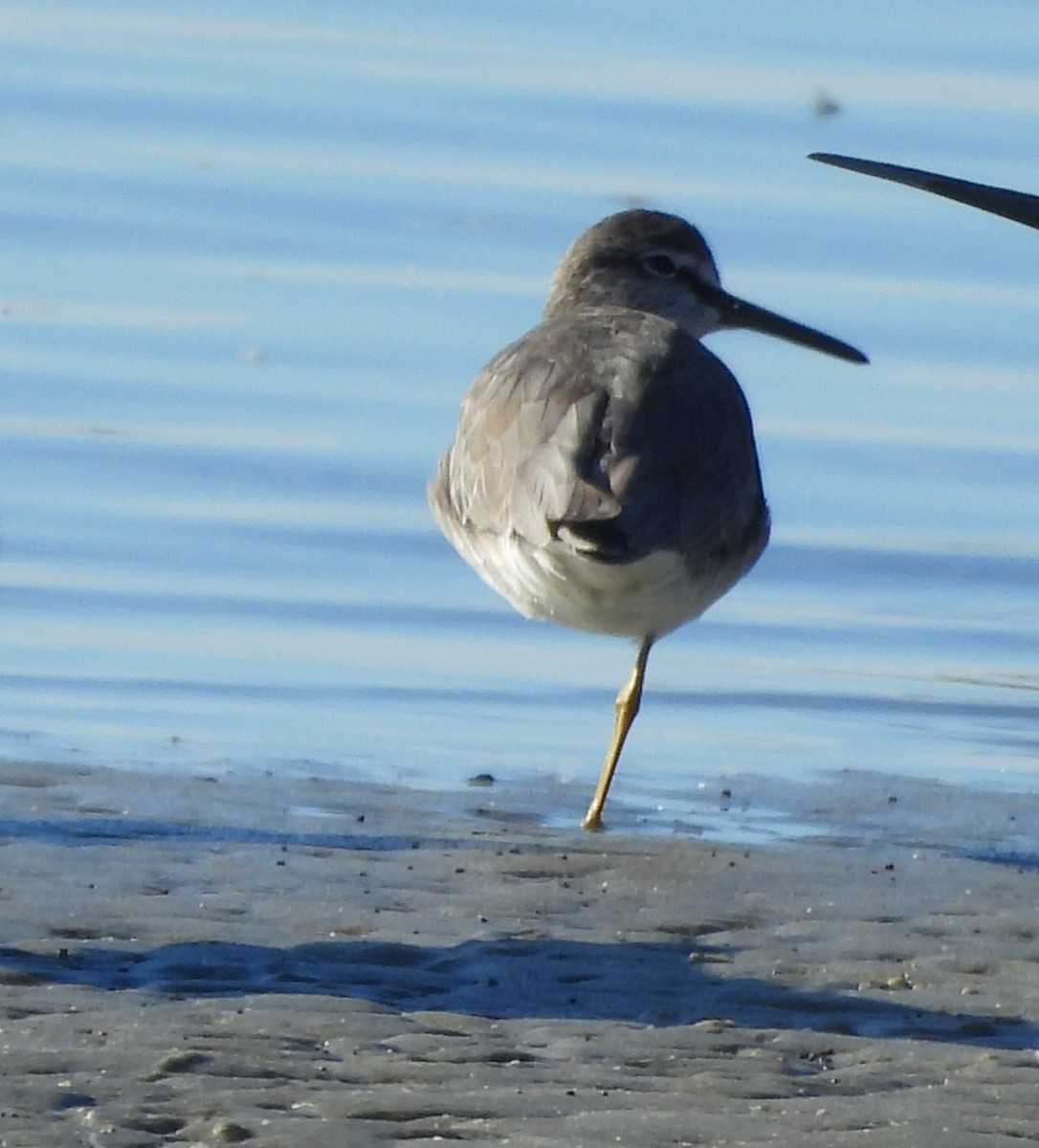 Gray-tailed Tattler - ML635355651