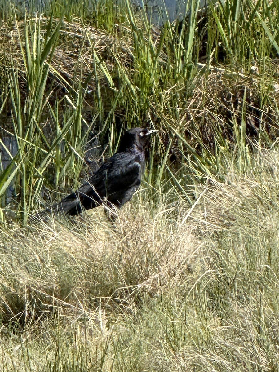 Brewer's Blackbird - ML635355654
