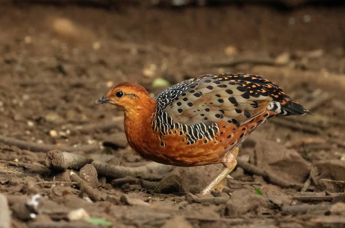 アカチャシャコ - ML635355660