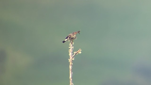 Olive-sided Flycatcher - ML635355734