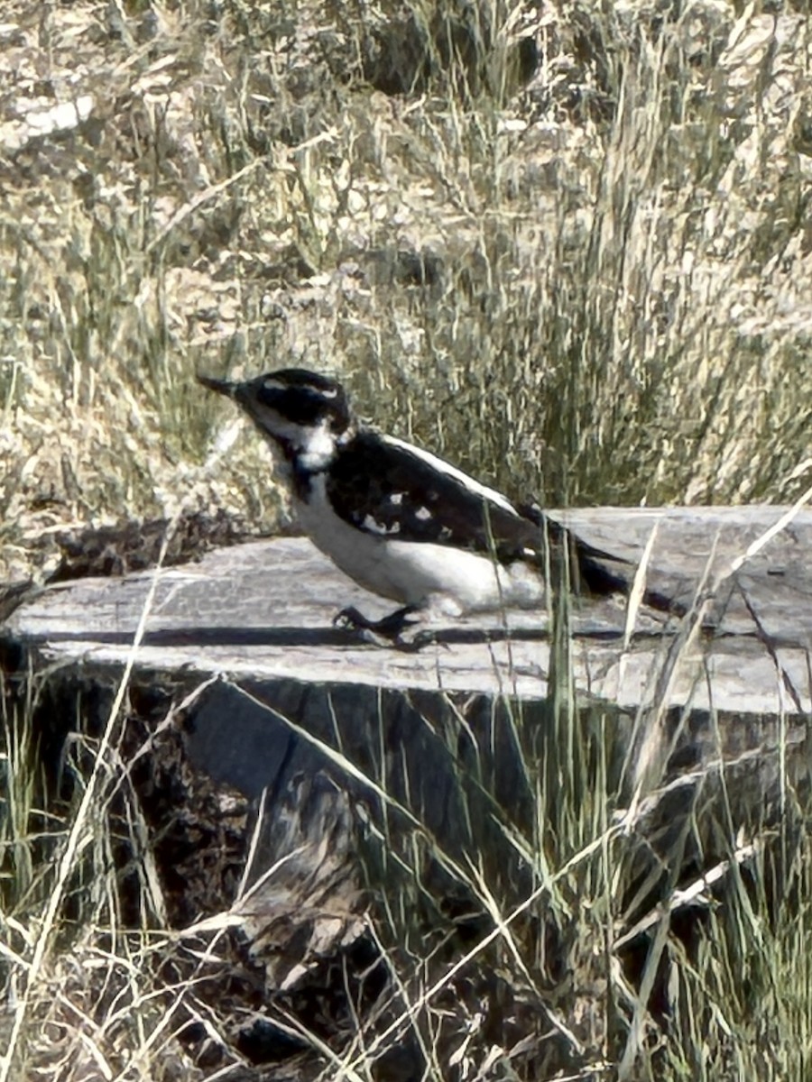 Hairy Woodpecker - ML635355752