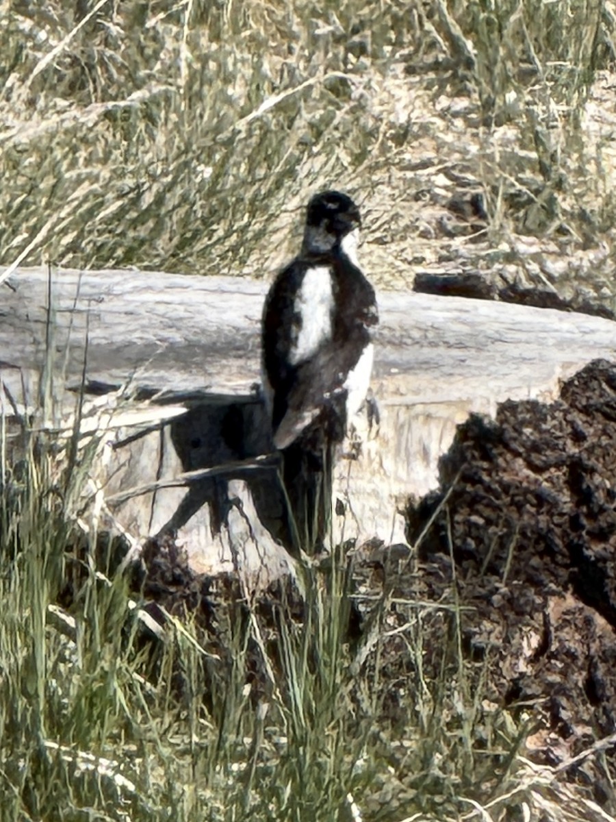 Hairy Woodpecker - ML635355753