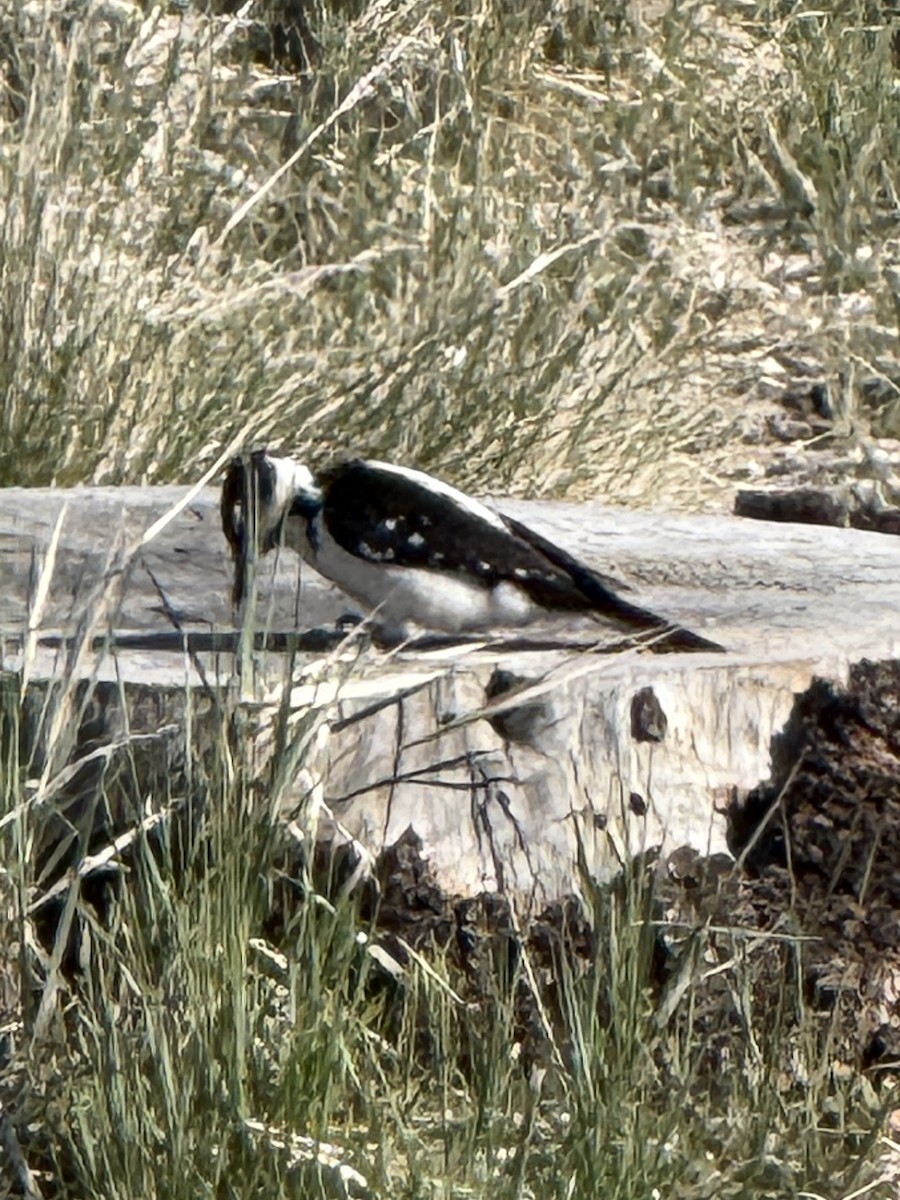 Hairy Woodpecker - ML635355754