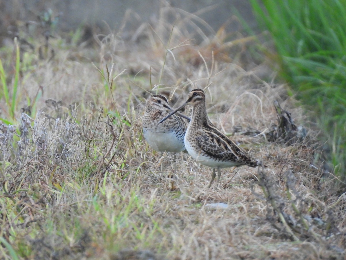 Common Snipe - ML635355796