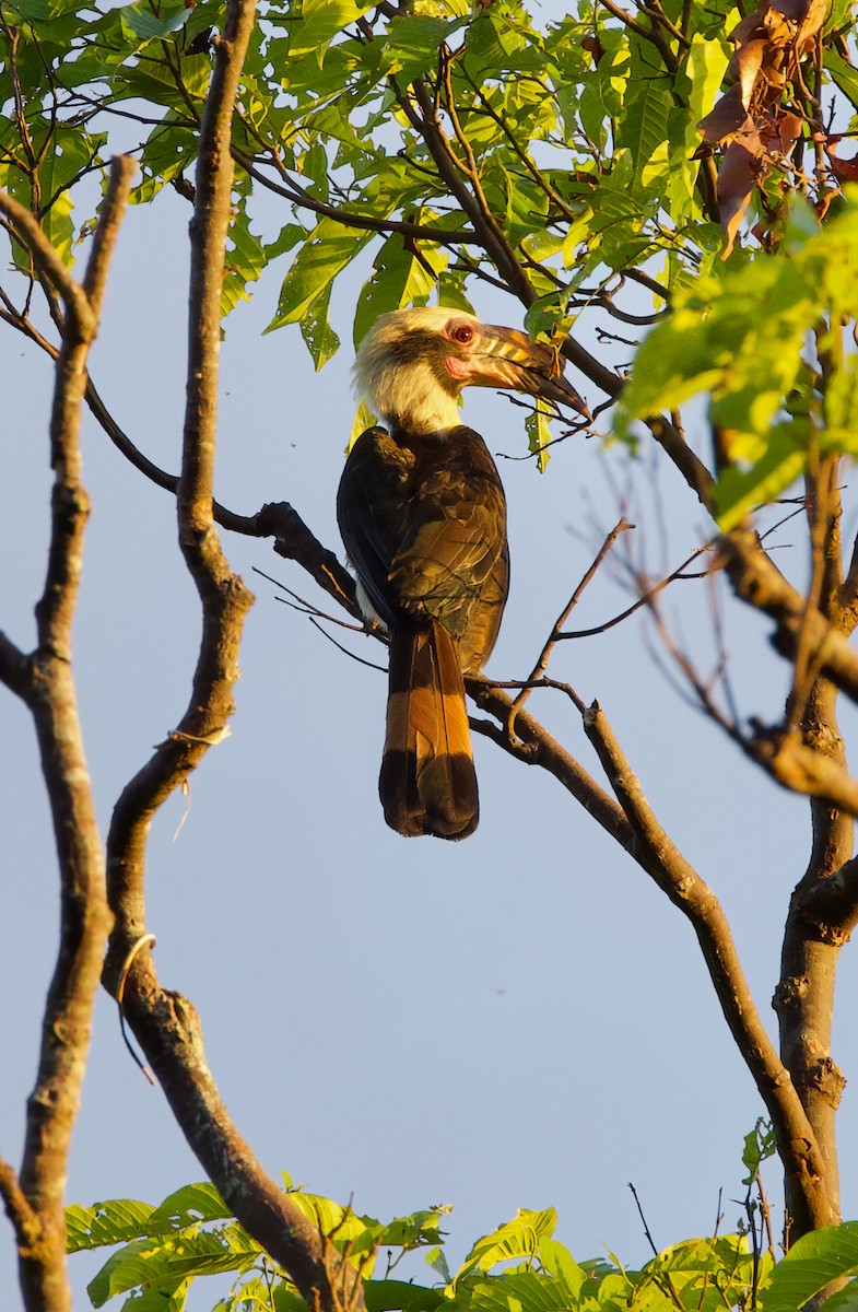 Luzon Hornbill - ML635355842