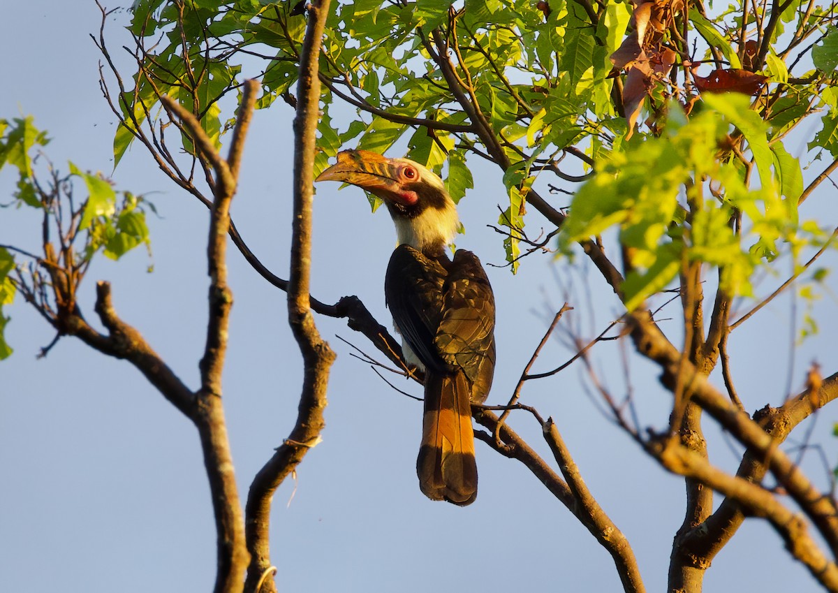 Luzon Hornbill - ML635355843