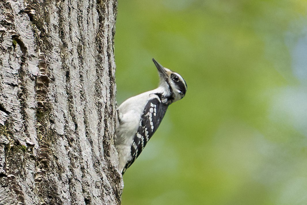 Hairy Woodpecker - ML635355847