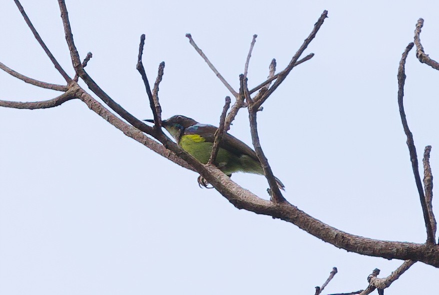 Gray-throated Sunbird - ML635355849
