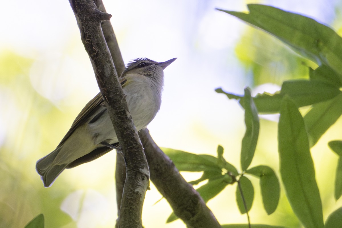 Vireo begigorria - ML635355863