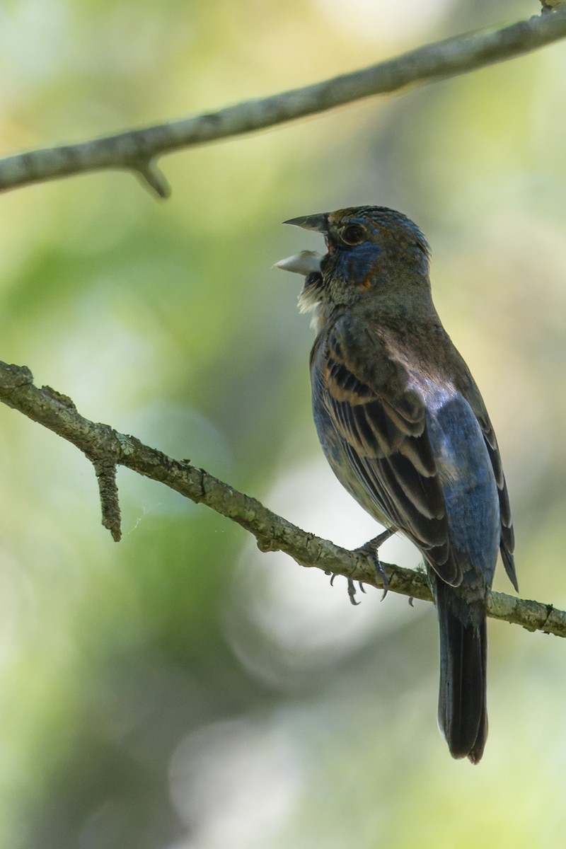 Blue Grosbeak - ML635355876