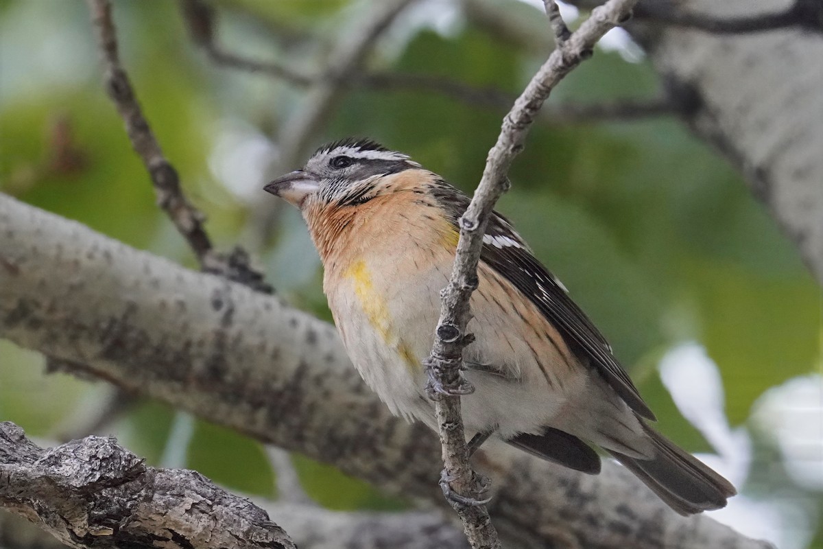 Black-headed Grosbeak - ML635355877