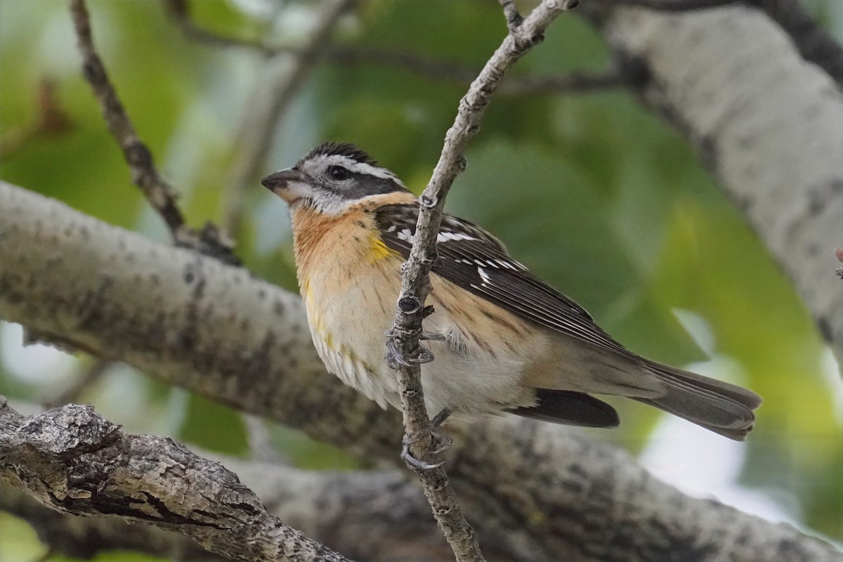 Black-headed Grosbeak - ML635355879
