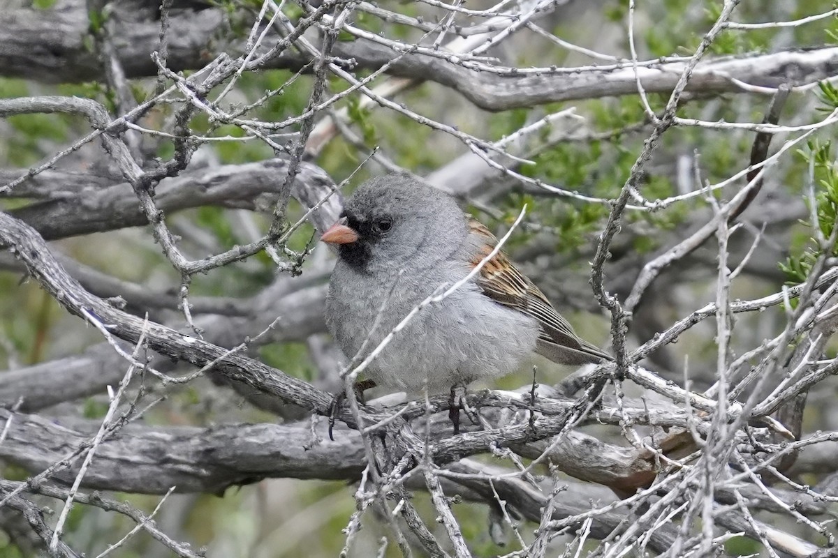 Black-chinned Sparrow - ML635355897