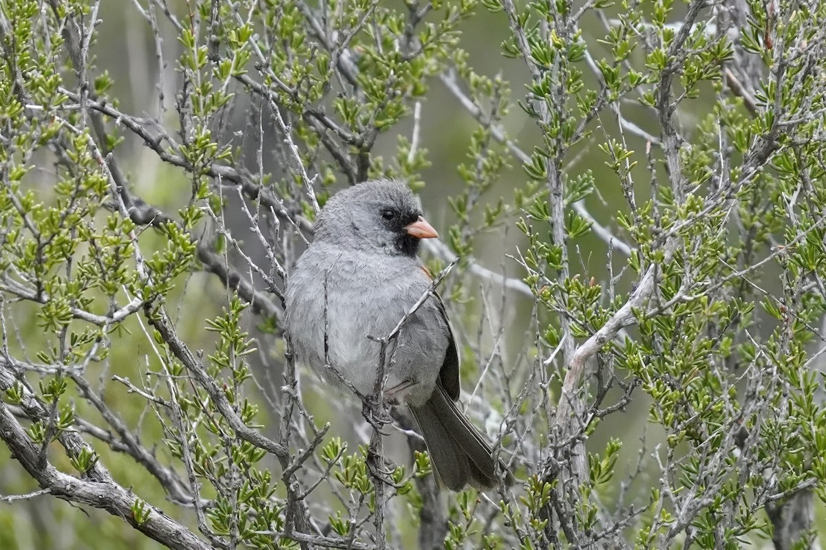 Black-chinned Sparrow - ML635355930