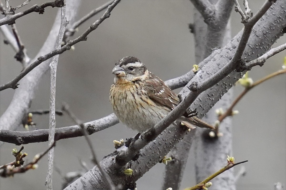 Black-headed Grosbeak - ML635355946