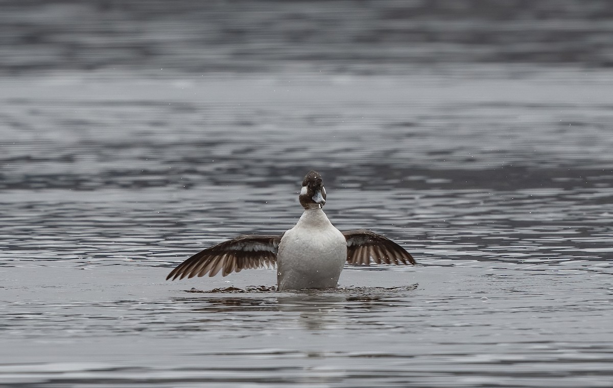 Bufflehead - ML635355967