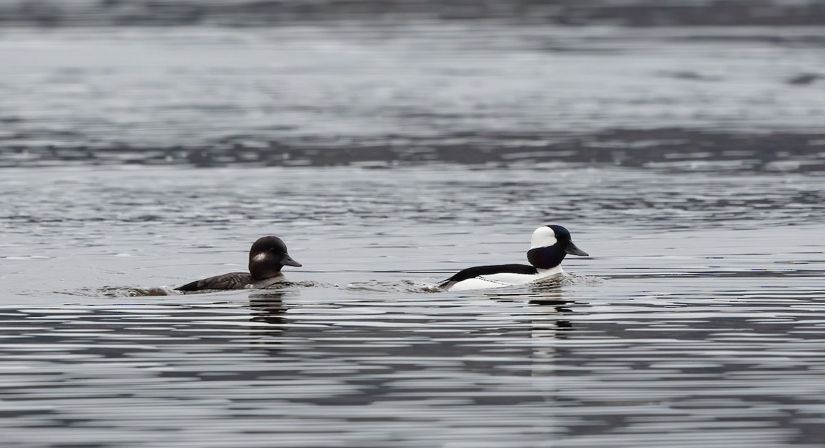 Bufflehead - ML635355968