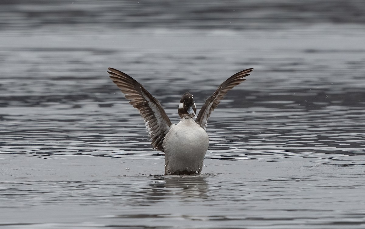 Bufflehead - ML635355969