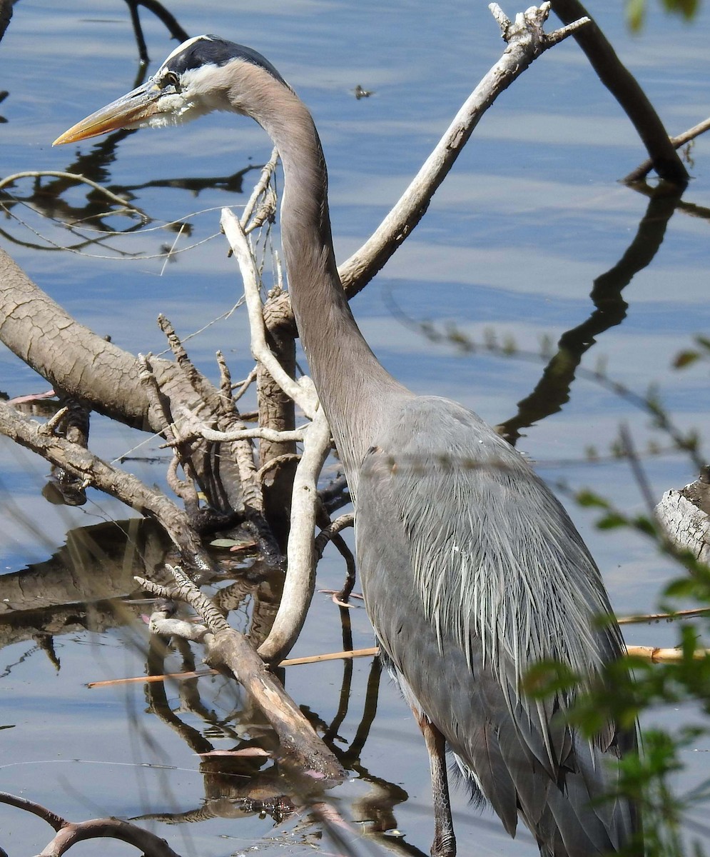 Great Blue Heron - ML635355977