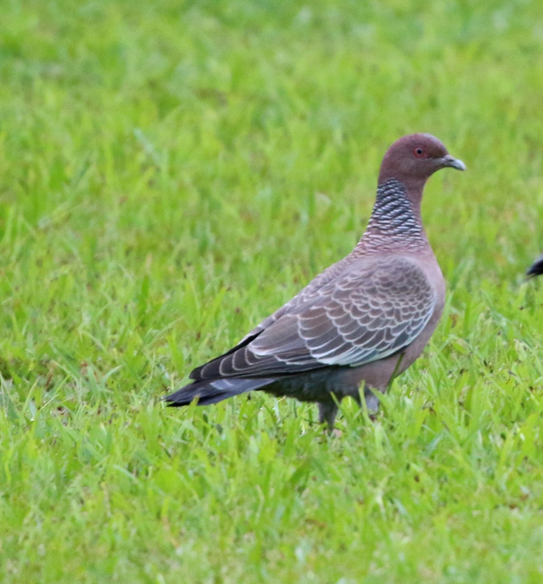 Picazuro Pigeon - ML635355979