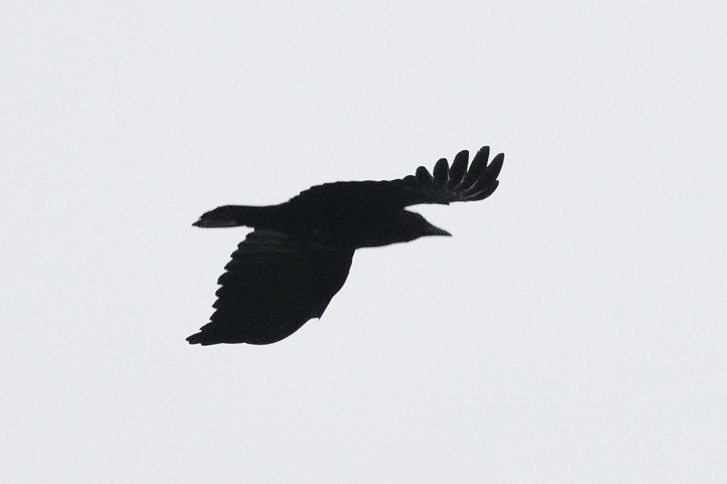 Fish Crow - ML635356060