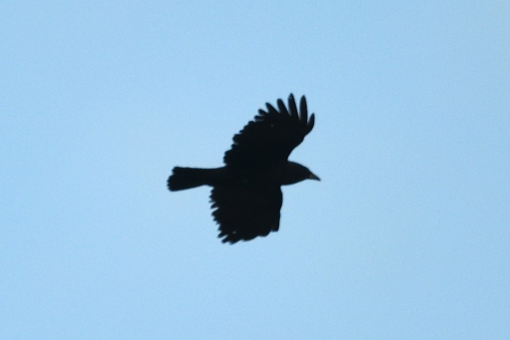 Fish Crow - ML635356061