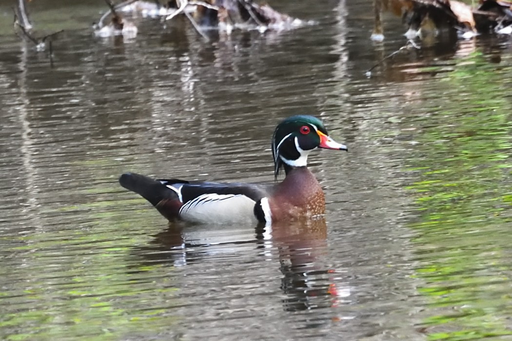 Wood Duck - ML635356075