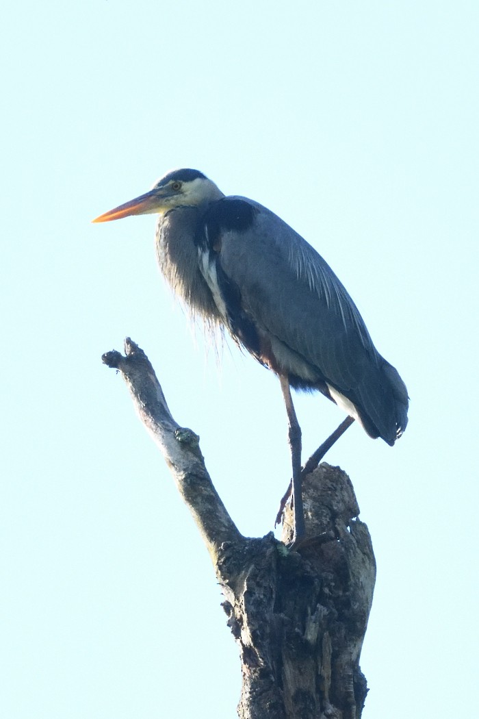 Great Blue Heron - ML635356080