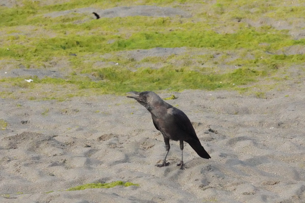 House Crow - ML635356111