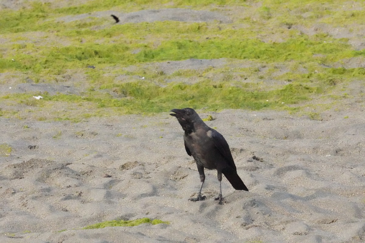 House Crow - ML635356112