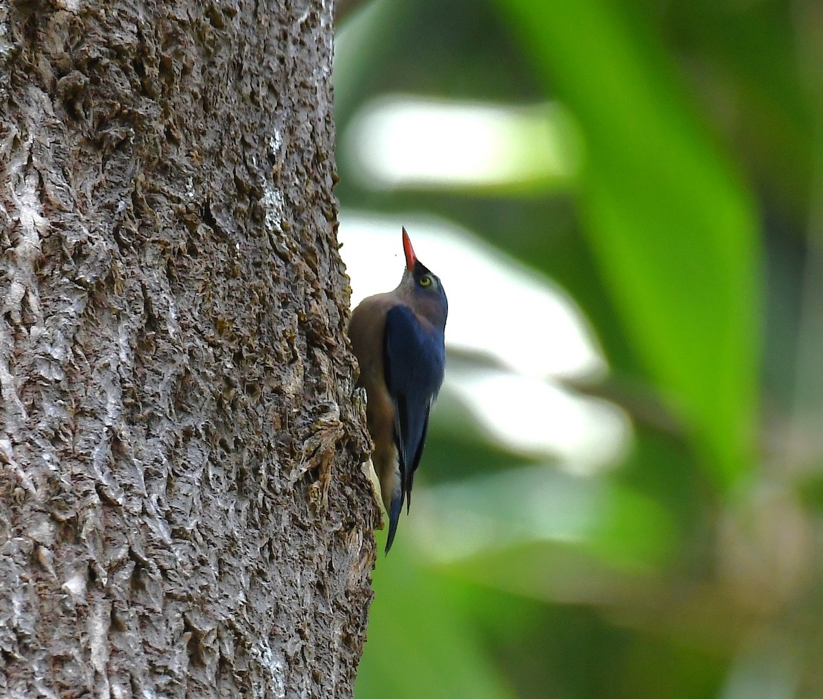 Velvet-fronted Nuthatch - ML635356132