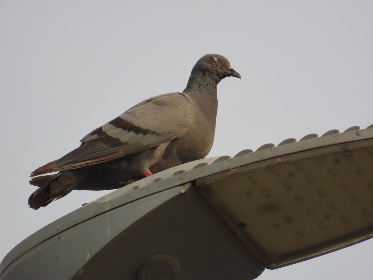Rock Pigeon (Feral Pigeon) - ML635356193