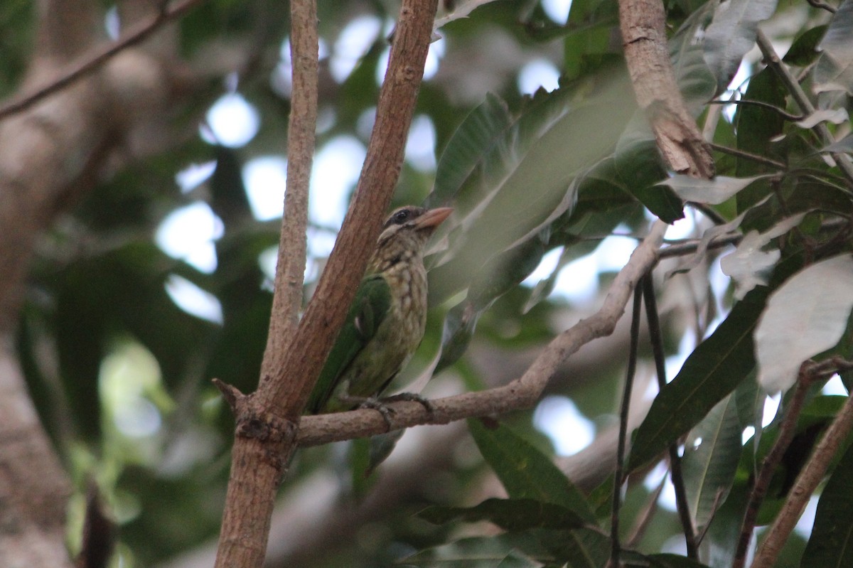Ak Yanaklı Barbet - ML635356224