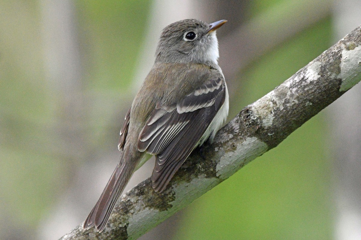 Least Flycatcher - ML635356243