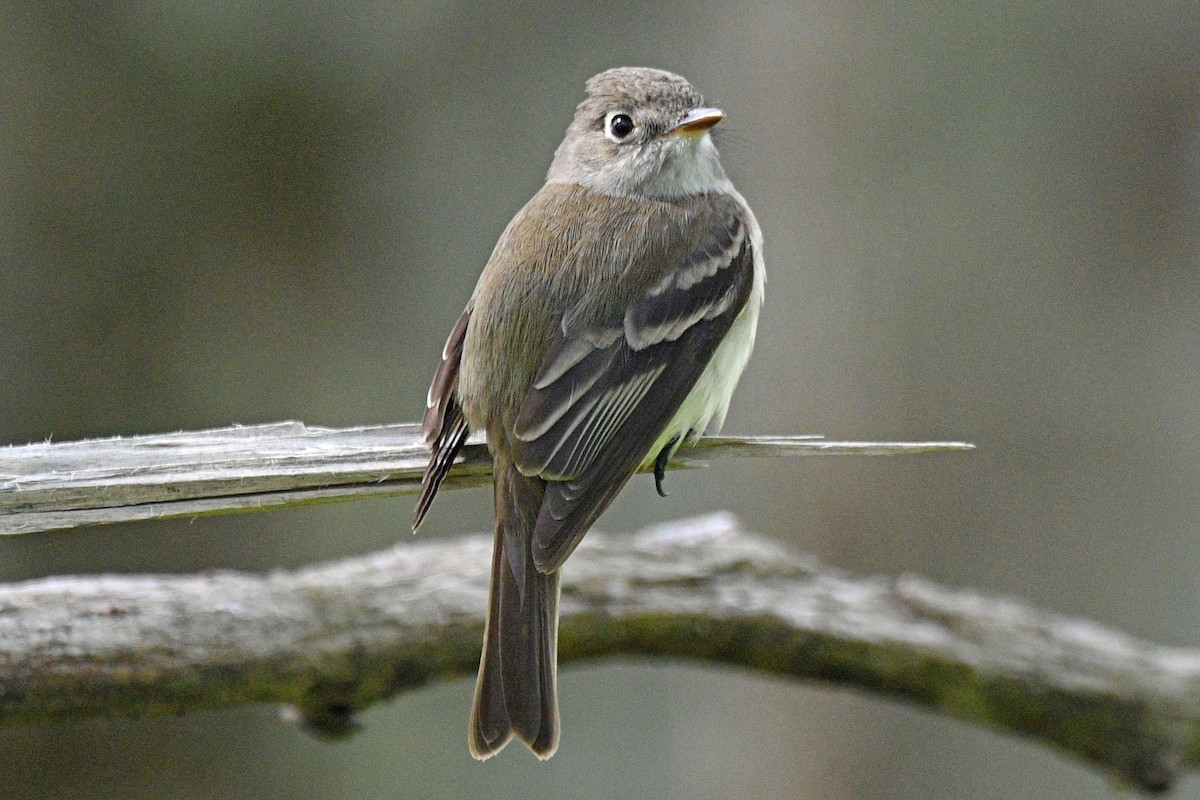 Least Flycatcher - ML635356244