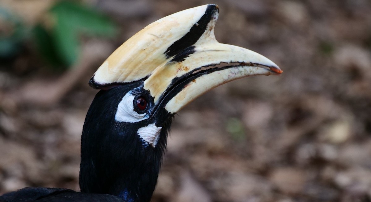 Oriental Pied-Hornbill - ML635356245