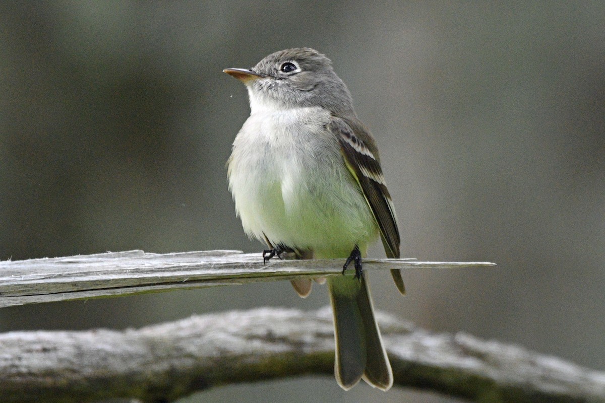 Least Flycatcher - ML635356246