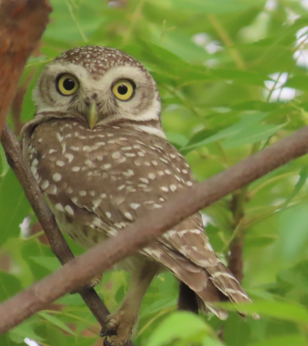 Spotted Owlet - ML635356247