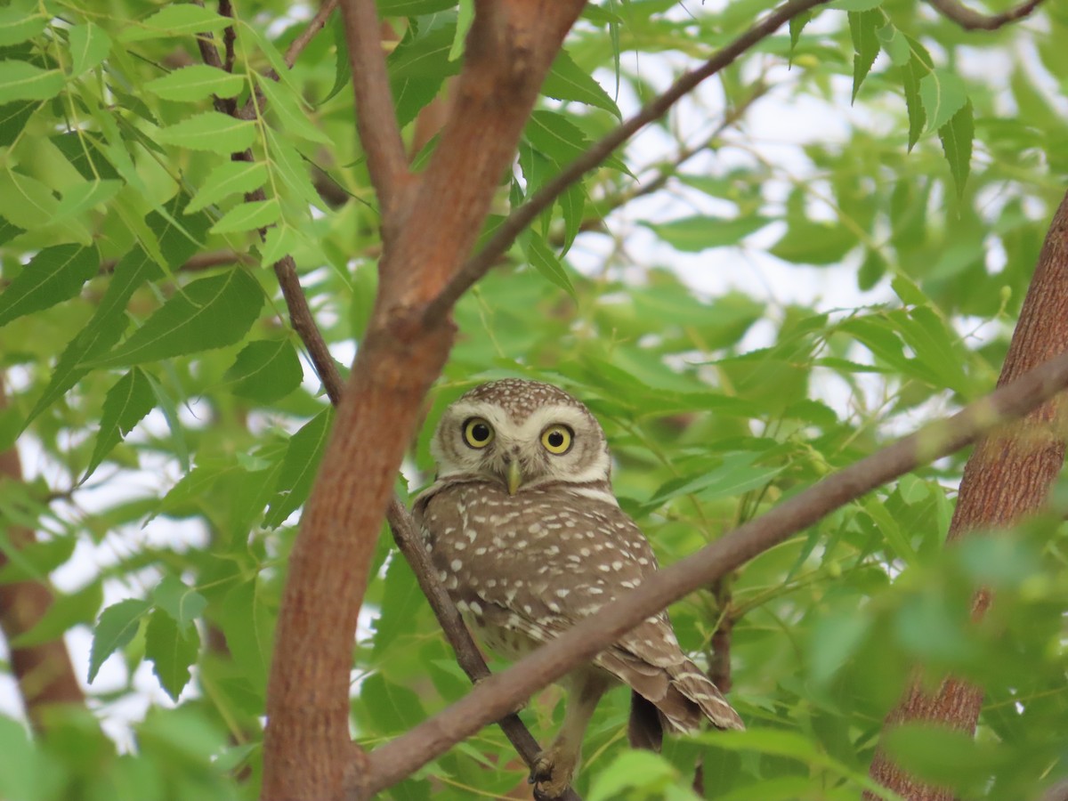 Spotted Owlet - ML635356248