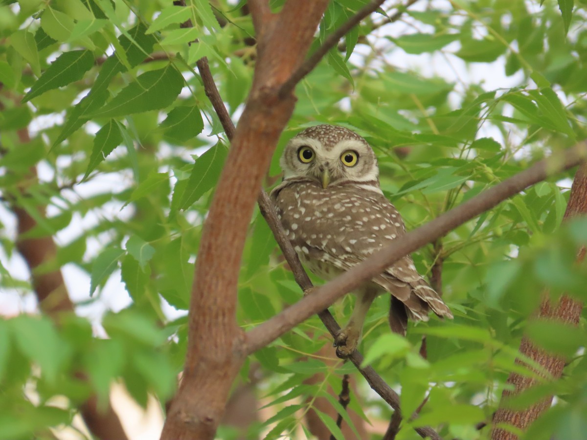 Spotted Owlet - ML635356249