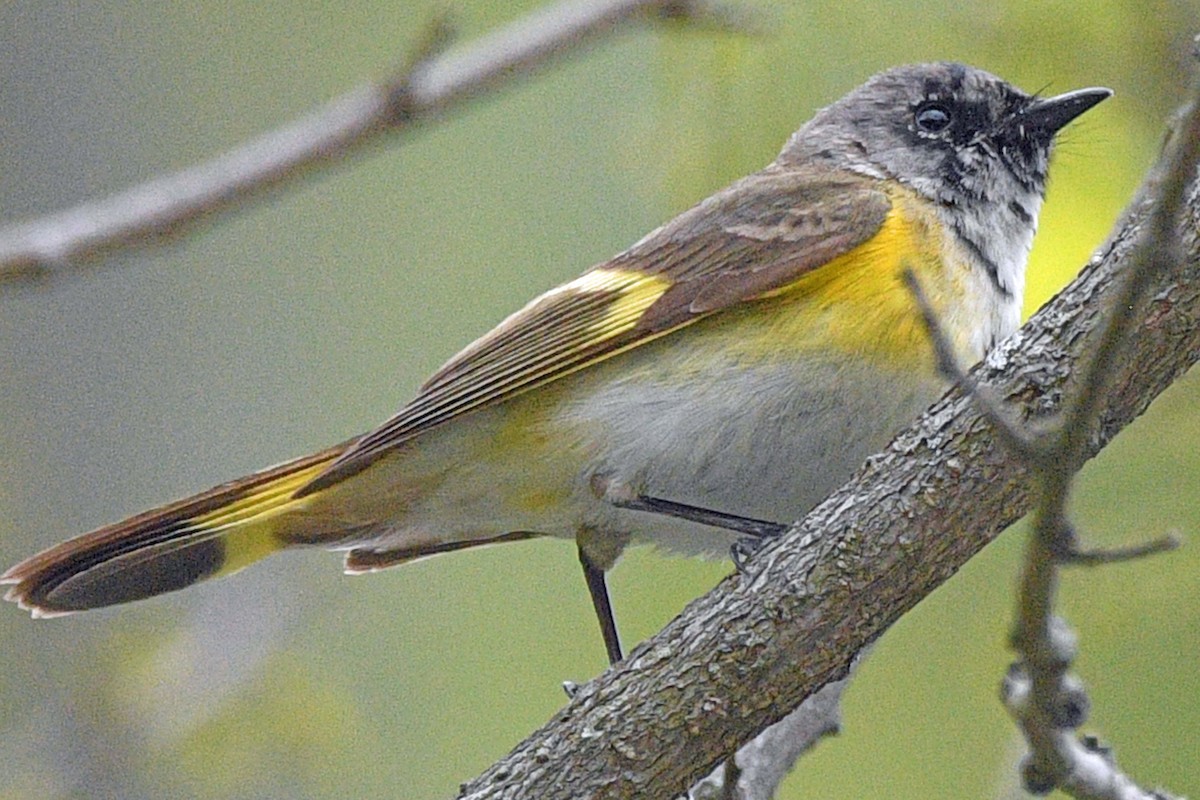 American Redstart - ML635356250