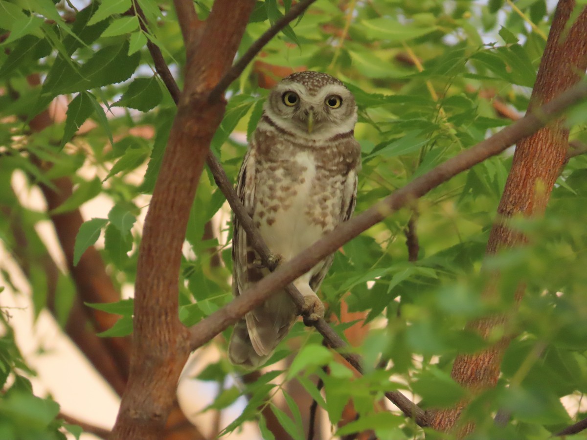Spotted Owlet - ML635356251
