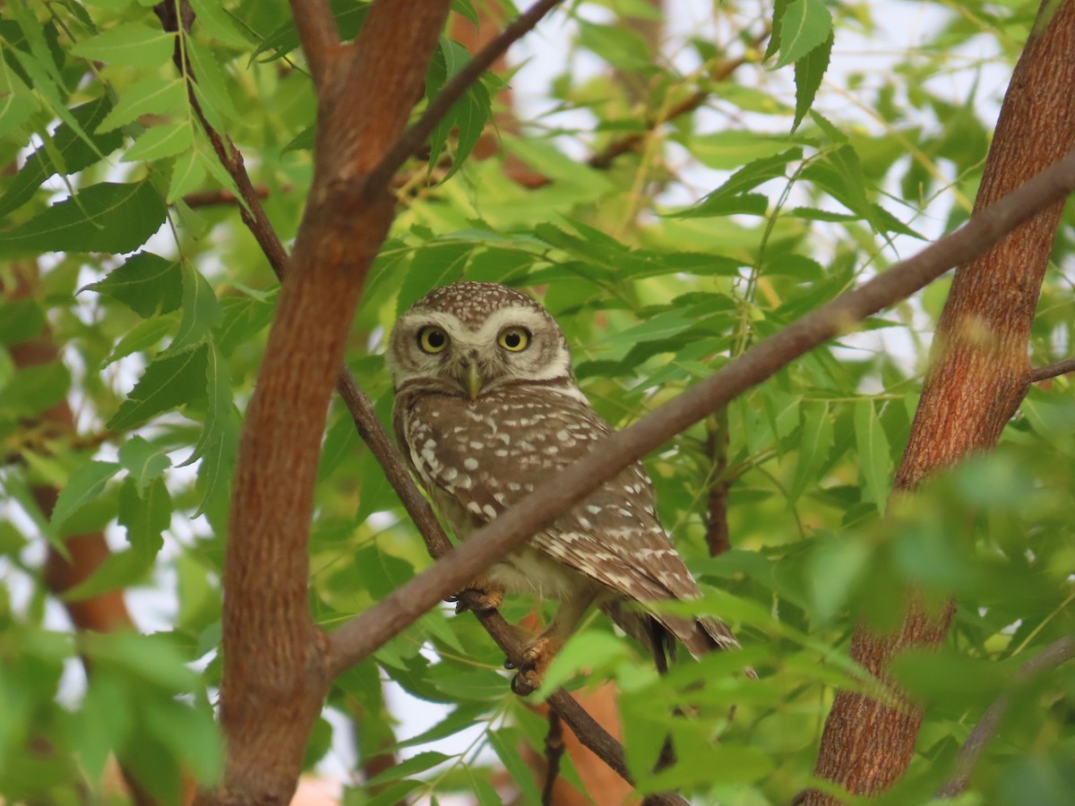 Spotted Owlet - ML635356252